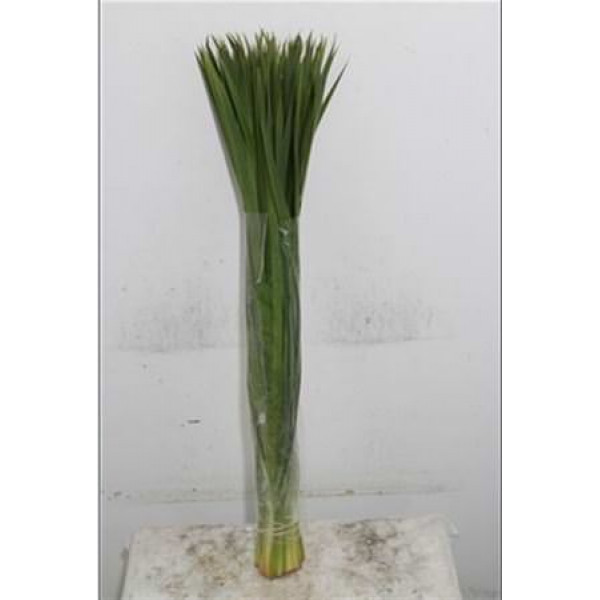 Typha 70 Forest Ferns 70cm A1