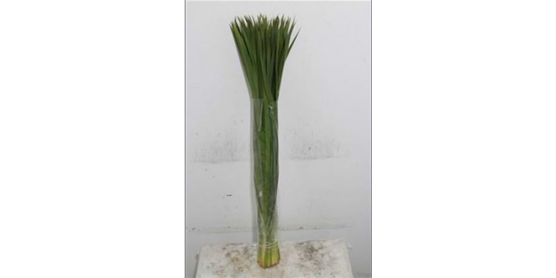 Typha 70 Forest Ferns 70cm A1