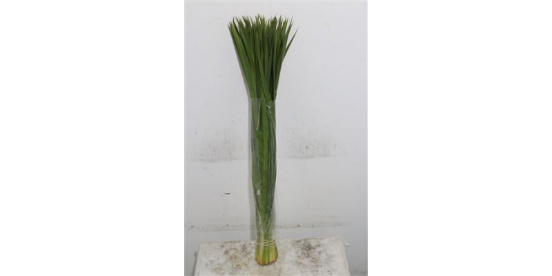 Typha 90 Forest Ferns 90cm A1