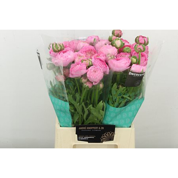 Ranunculus Aazur Rose Anemones/ Ranuncles A1