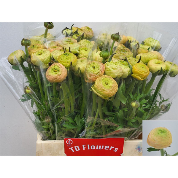 Ranunculus Aazur Champagne Holl 40 cm A1