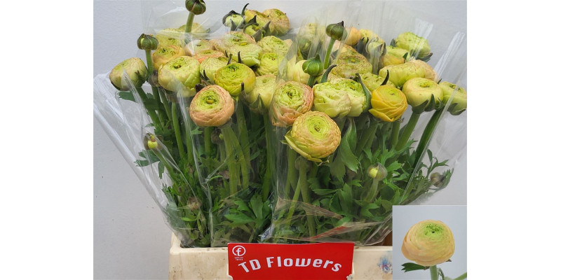 Ranunculus Aazur Champagne Holl 40 cm A1