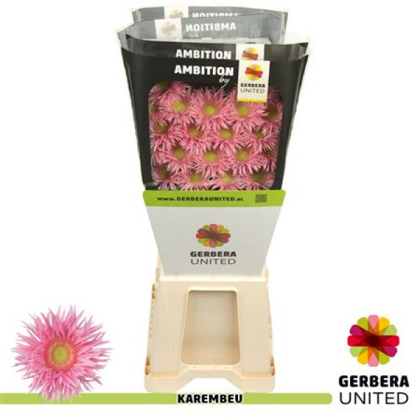 Germini Karambeu Diamond 50cm A1