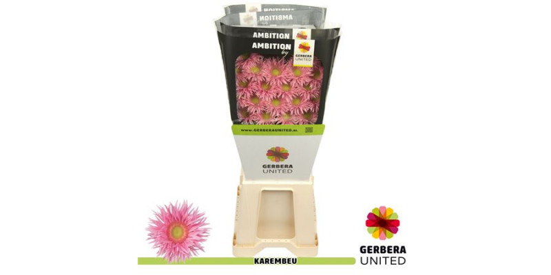 Germini Karambeu Diamond 50cm A1