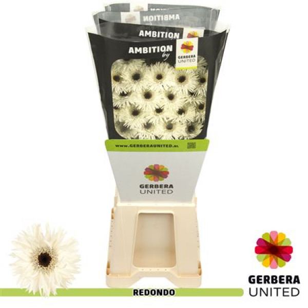 Germini Redondo Diamond 50cm A1