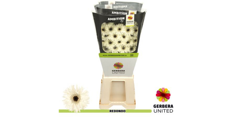 Germini Redondo Diamond 50cm A1