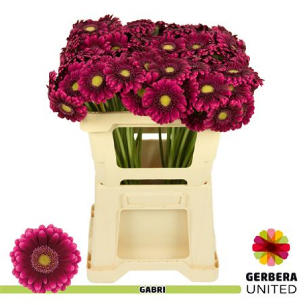 Germini Gabri 50cm A1