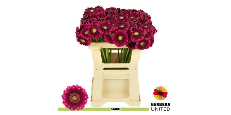 Germini Gabri 50cm A1