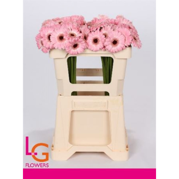 Germini Dixon 50 A1Pink