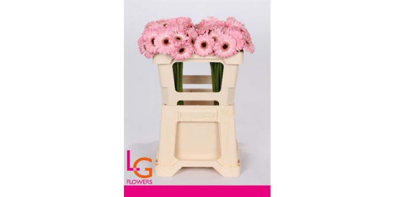 Germini Dixon 50 A1Pink