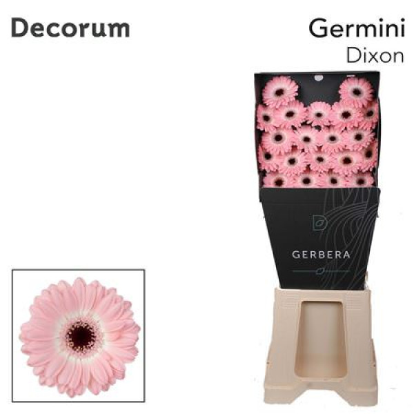 Germini Dixon Diamond 47cm A1