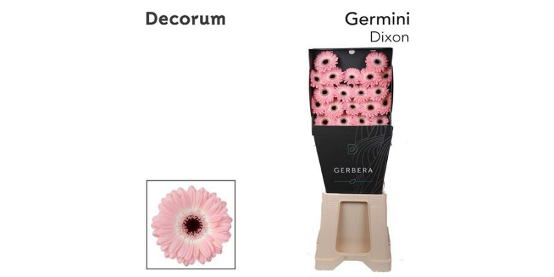 Germini Dixon Diamond 47cm A1