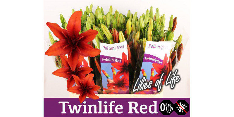 Lillys La Twinlife Red 4+ 90cm A1 Col-Red