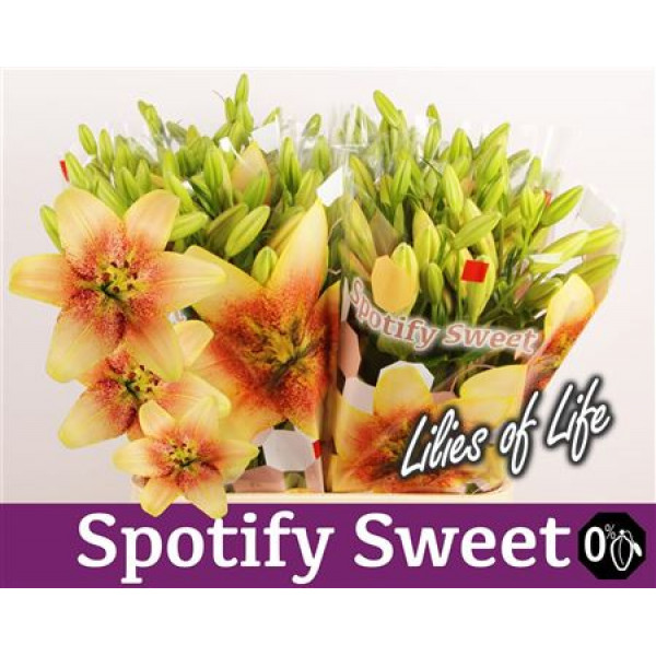 Lillys La Spotify Sweet 4Plus 90cm A1