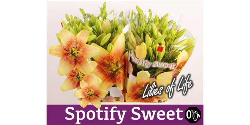 Lillys La Spotify Sweet 4Plus 90cm A1