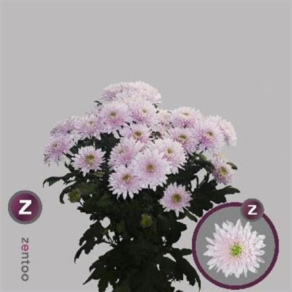 Chrysanthemums T Romance Pearl 70cm A1