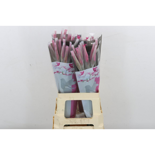 Nerine Minerva 70 A1Pink