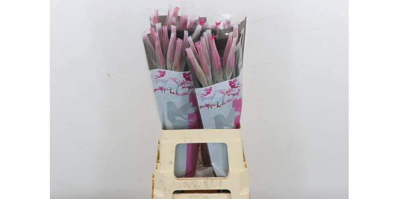 Nerine Minerva 70 A1Pink