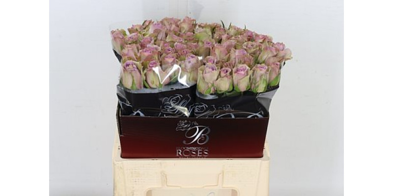 Rose Gr Samantha Bridal 60 A1Milka