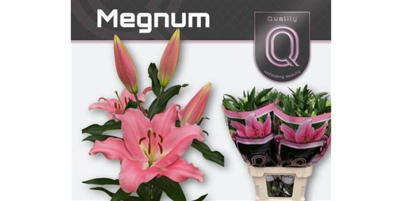 Lillys Or Megnum 100 cm A1