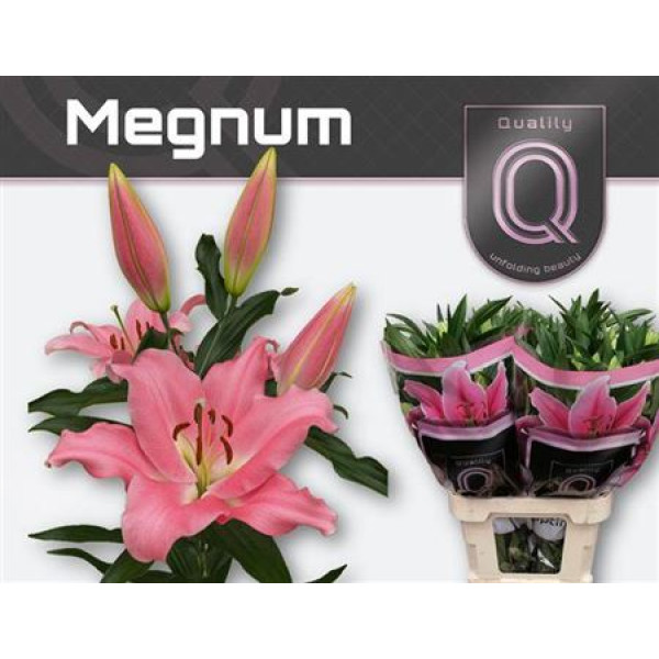 Lillys Or Megnum 100 cm A1