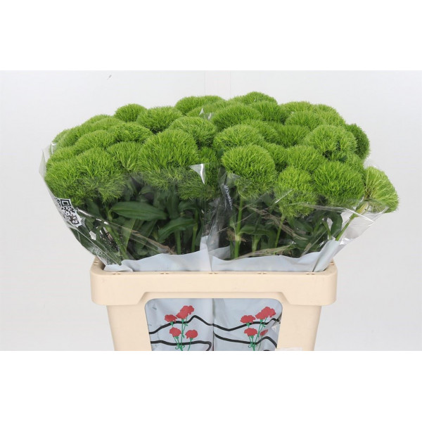 Dianthus Barb Kiwi Mellow 60cm 60 A1Green