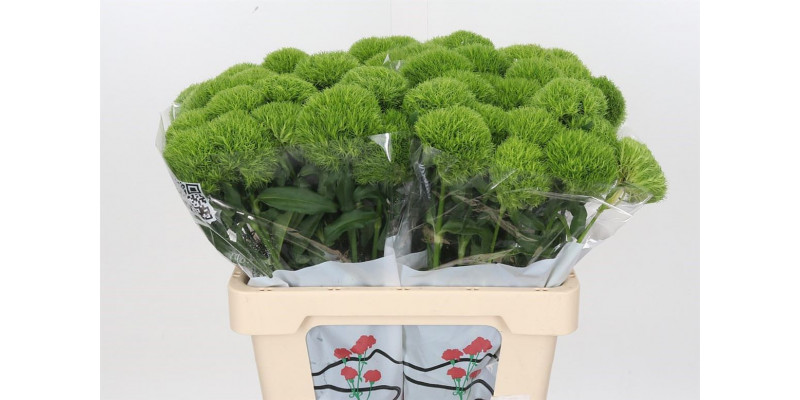 Dianthus Barb Kiwi Mellow 60cm 60 A1Green