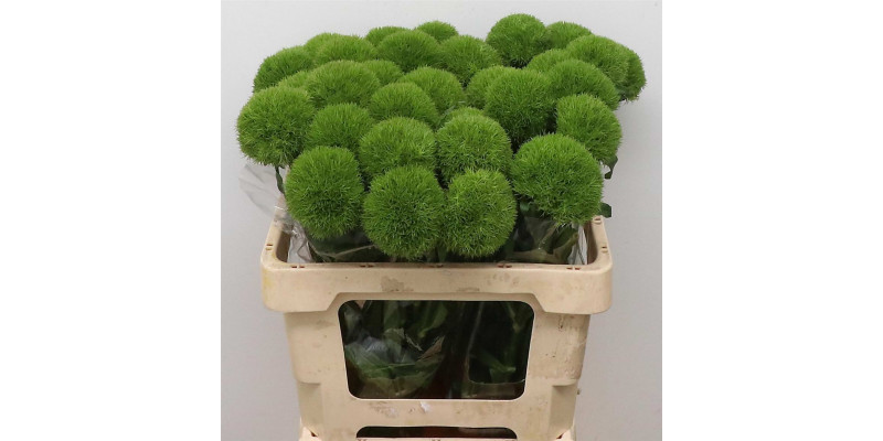 Dianthus Barb Green Trick Super X10 55cm  Col-Green