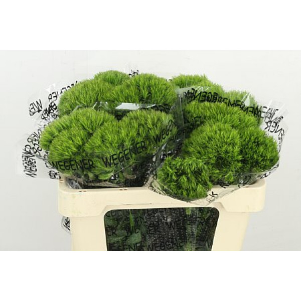 Dianthus Barb Kiwi Mellow 50cm A1