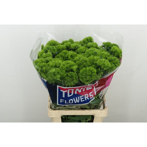 Dianthus Barb Kiwi Mellow Super 70 cm A1
