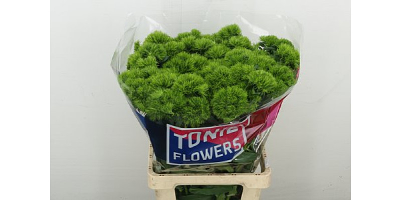 Dianthus Barb Kiwi Mellow Super 70 cm A1