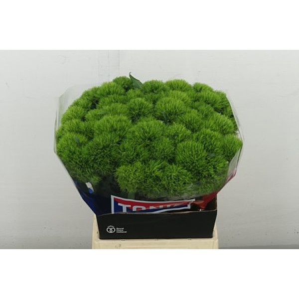 Dianthus Barb Kiwi Mellow Super 50 cm A1