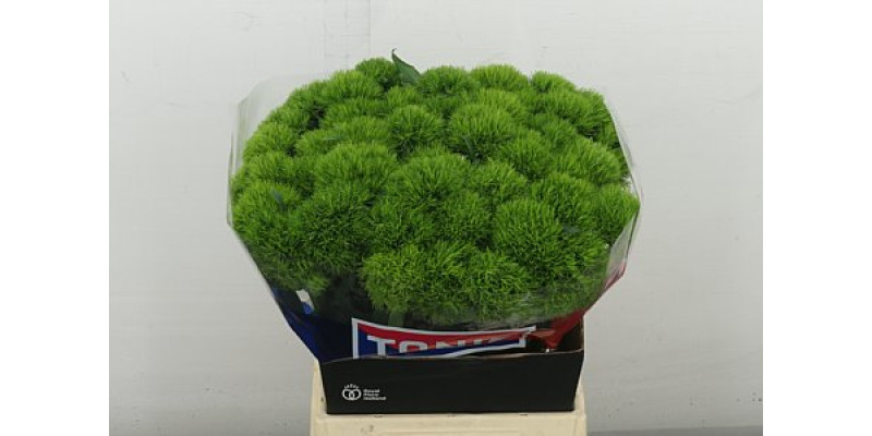 Dianthus Barb Kiwi Mellow Super 50 cm A1