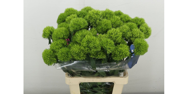 Dianthus Barb Kiwi Mellow 70 cm A1