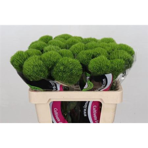 Dianthus Br Kiwi Mellow 60 cm A1