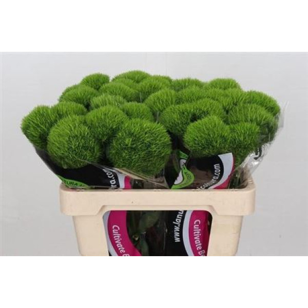 Dianthus Br Kiwi Mellow Extra 60 cm A1