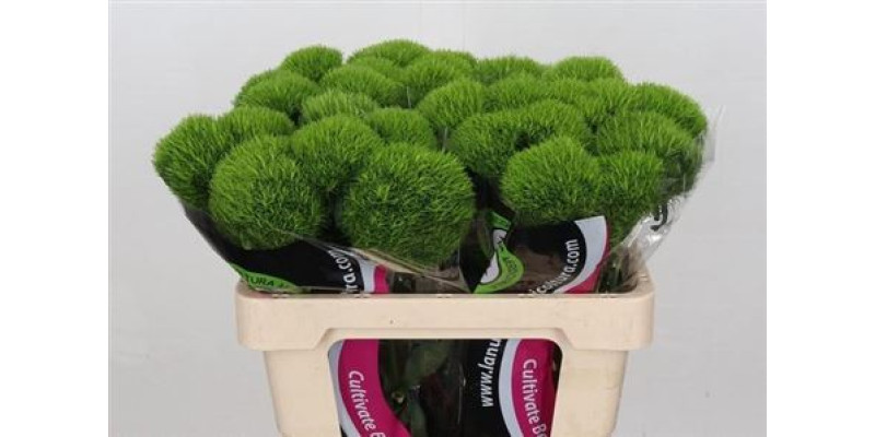 Dianthus Br Kiwi Mellow Extra 60 cm A1