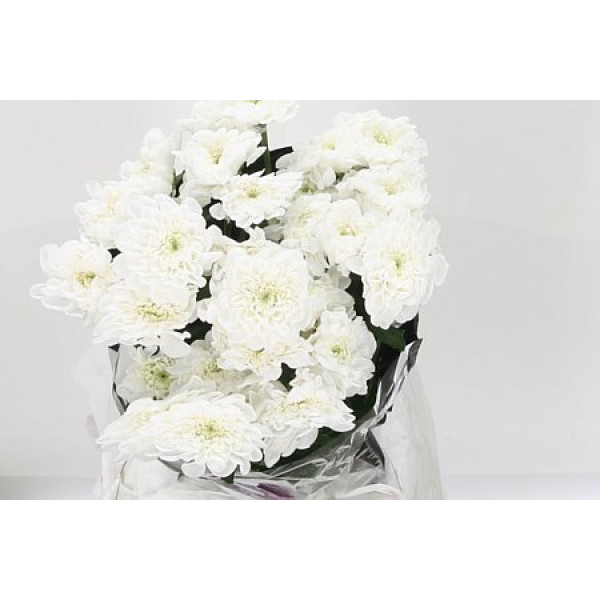 Chrysanthemums T Altaj 70cm A1 Col-White