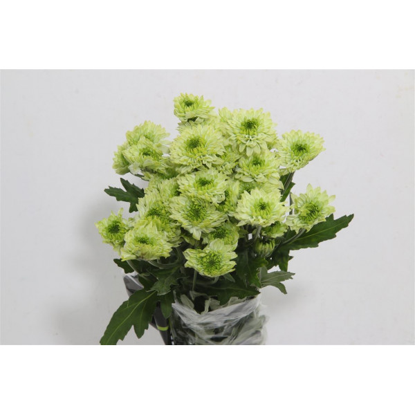 Chrysanthemums T Avocado 70cm A1 Col-Green