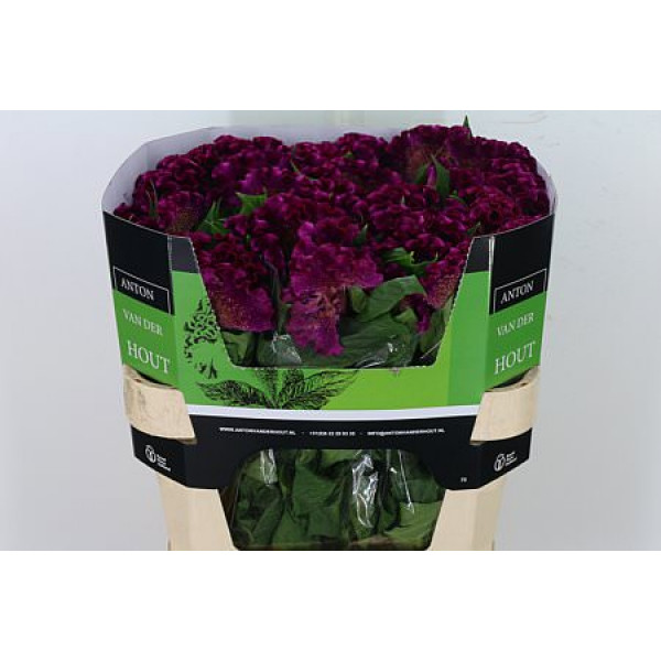 Celosia C Cristi Purple 75cm A1