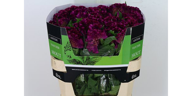 Celosia C Cristi Purple 75cm A1