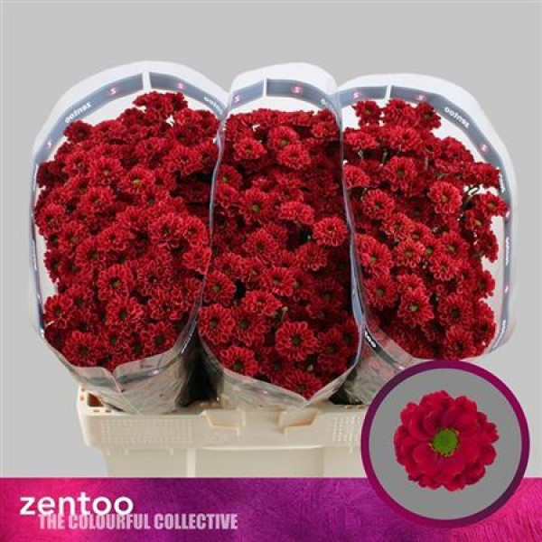 Chrysanthemums S Melissa Red 55cm A1 Col-Red