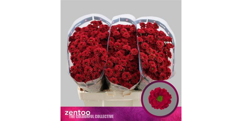 Chrysanthemums S Melissa Red 55cm A1 Col-Red