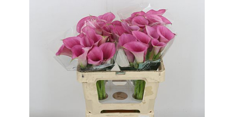 Zanthedeschias (Calla Lilly) Call Extase 55cm A1