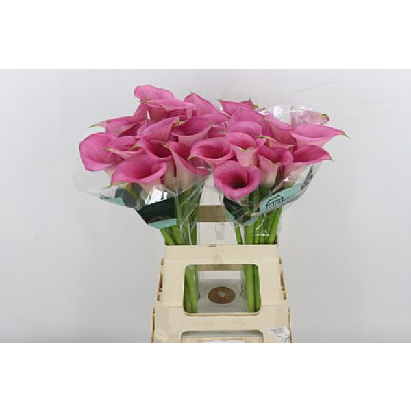 Zanthedeschias (Calla Lilly) Call Extase 65cm A1