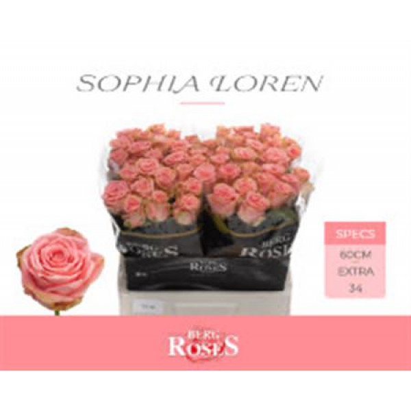 Rose Gr Sophia Loren 60cm 