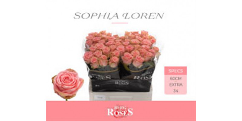 Rose Gr Sophia Loren 60cm 