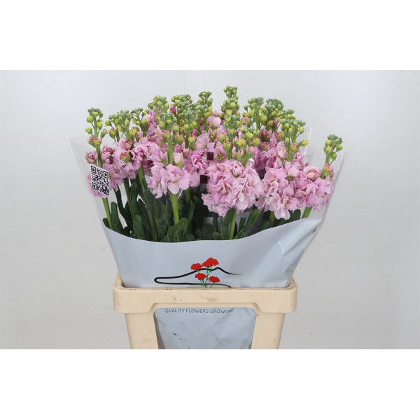 Matthiola Iron Cherry Blossom 70cm EX