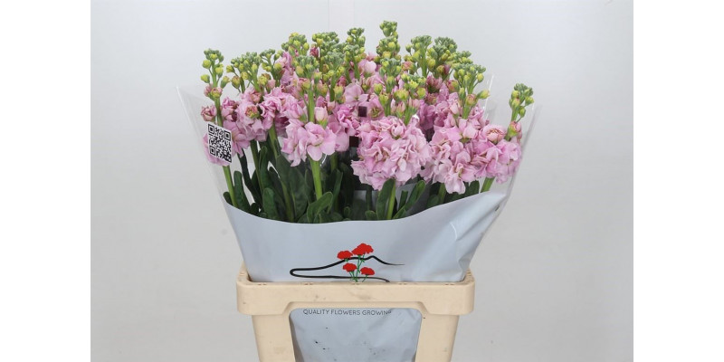 Matthiola Iron Cherry Blossom 70cm EX