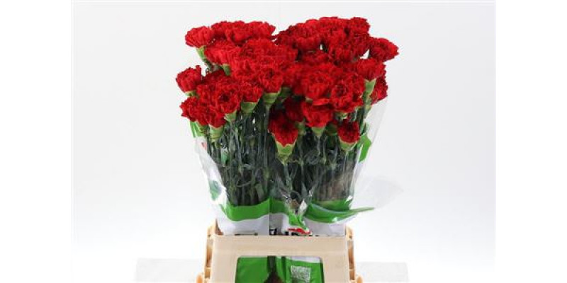 Dianthus St Red Gransole 70cm A1